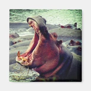 Aimant hippo grand yawn