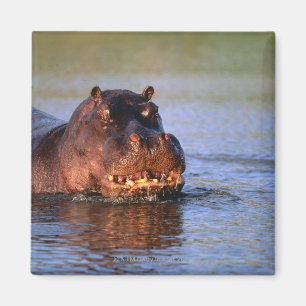 Aimant Hippopotame dans la rivière