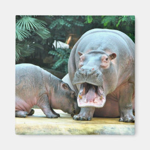 Aimant Hippopotames