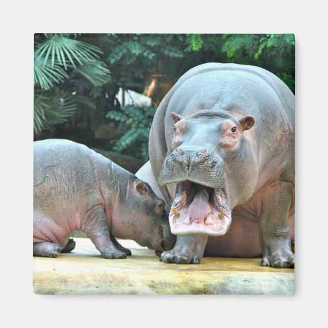 Aimant Hippopotames (Devant)