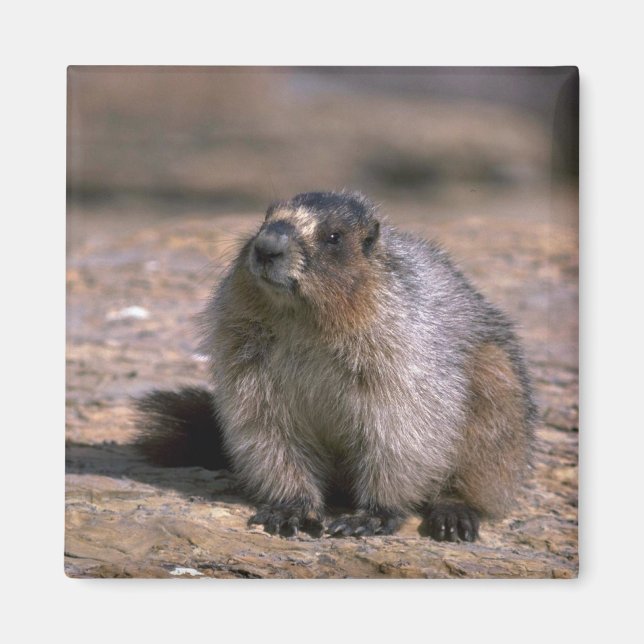 Aimant Hoary Marmot (Devant)