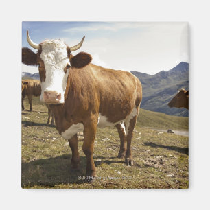 Aimant hochalpenstrasse de grossglockner, hohe tauern,