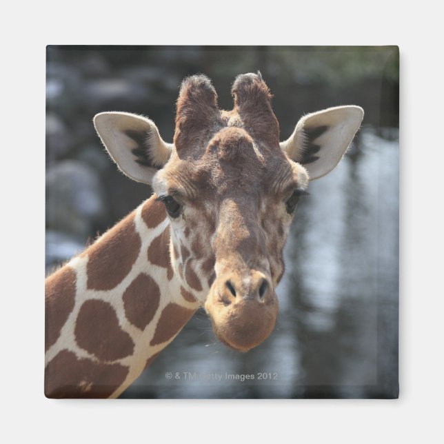 Aimant Hodokubo, Hino, Tokyo, Japon 6 (Devant)