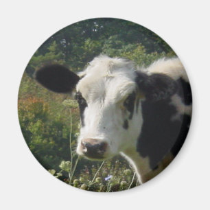 Aimant Holstein Cow