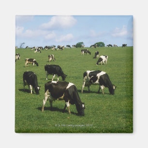 Aimant Holstein-Friesian, Irlande