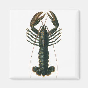 Aimant Homard Vintage, Crustacé de la vie marine océaniqu