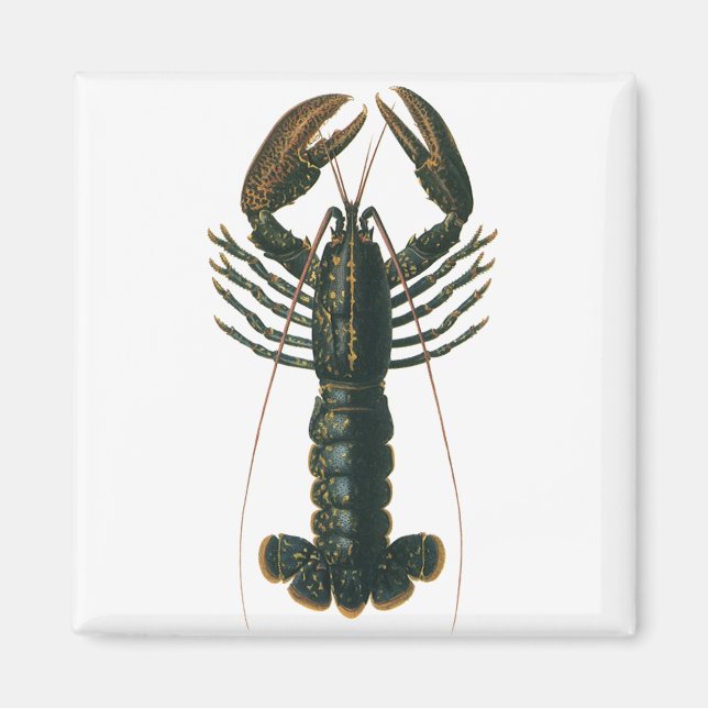 Aimant Homard vintage, Marine Ocean Life Crustacean (Devant)