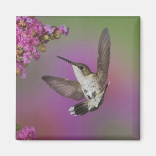 Aimant Homme juvénile Ruby Throsé Hummingbird