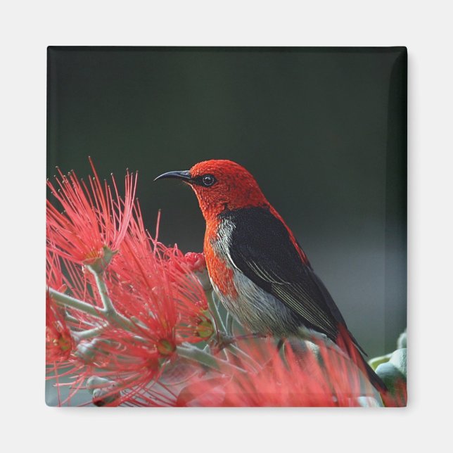 Aimant Honneur de Scarlet Oiseau exotique (Devant)