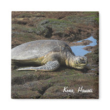 Honu reposant sur les rochers chauds