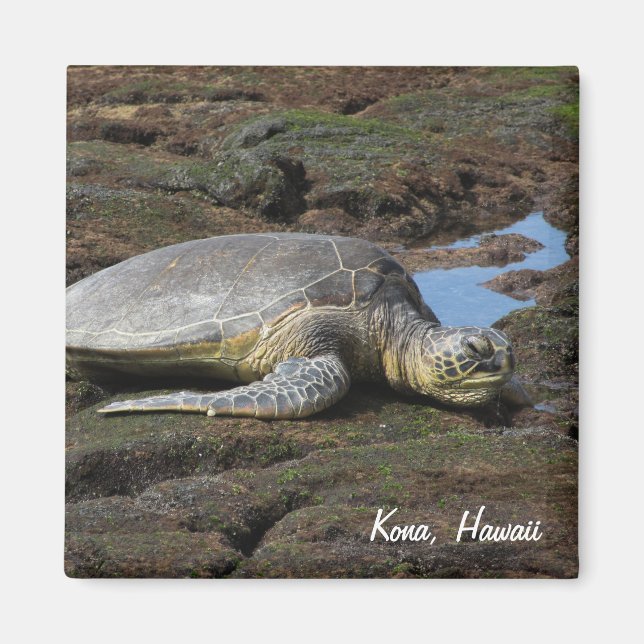 Aimant Honu reposant sur les rochers chauds (Devant)