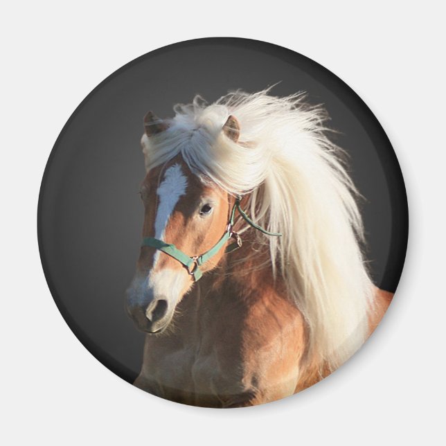 Aimant Horse d'Haflinger (Devant)