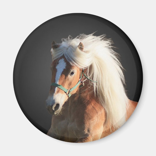 Aimant Horse d'Haflinger (Devant)