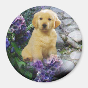 Aimant Hortensia d'aimant de golden retriever