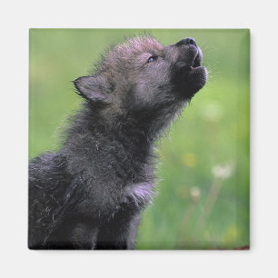 Aimant Howling