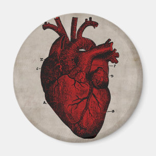 Aimant humain de coeur