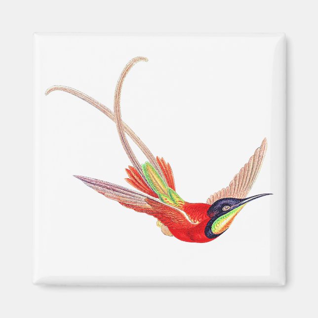 Aimant Hummingbird in Flight (Devant)