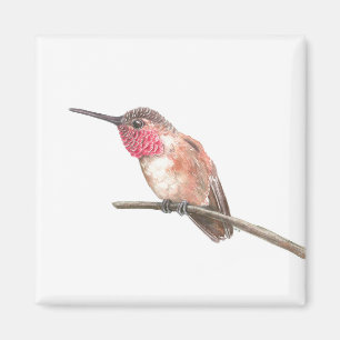 Aimant Hummingbird watercolor