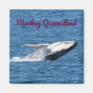 AIMANT HUMPBACK WHALE TAIL MACKAY QUEENSLAND AUSTRALIE