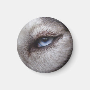 Aimant Husky Fridge Magnet Alaskan Sled Dog Magnet