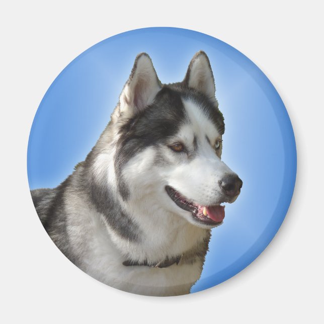 Aimant Husky Fridge Magnet Alaskan Sled Dog Magnet (Devant)