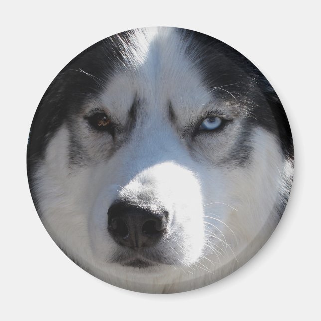 Aimant Husky Fridge Magnet Alaskan Sled Dog Magnet (Devant)