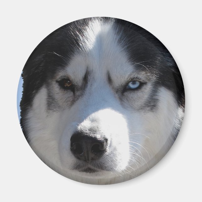 Aimant Husky Fridge Magnet Alaskan Sled Dog Magnet (Devant)