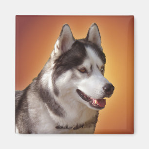 Aimant Husky Fridge Magnet Alaskan Sled Dog Magnet