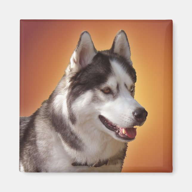 Aimant Husky Fridge Magnet Alaskan Sled Dog Magnet (Devant)