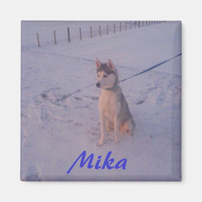 Aimant Husky.Mika.aimant (Devant)