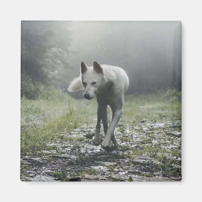 Aimant Husky Sibérien Blanc (Devant)