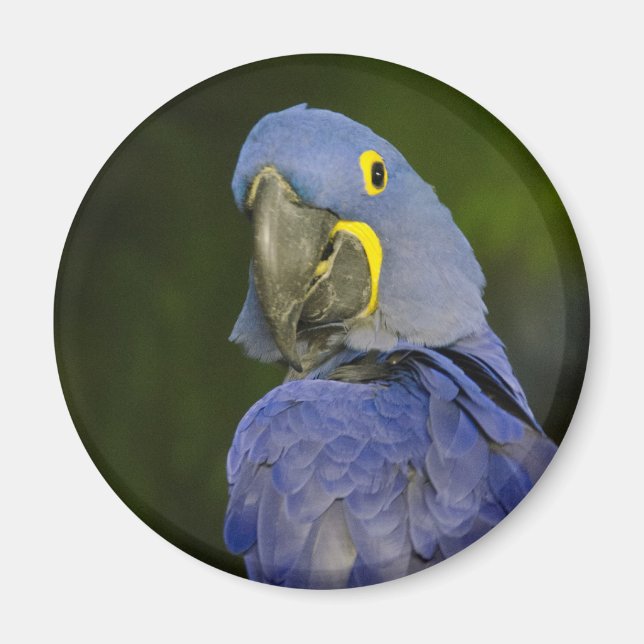 Aimant Hyacinth Macaw (Devant)
