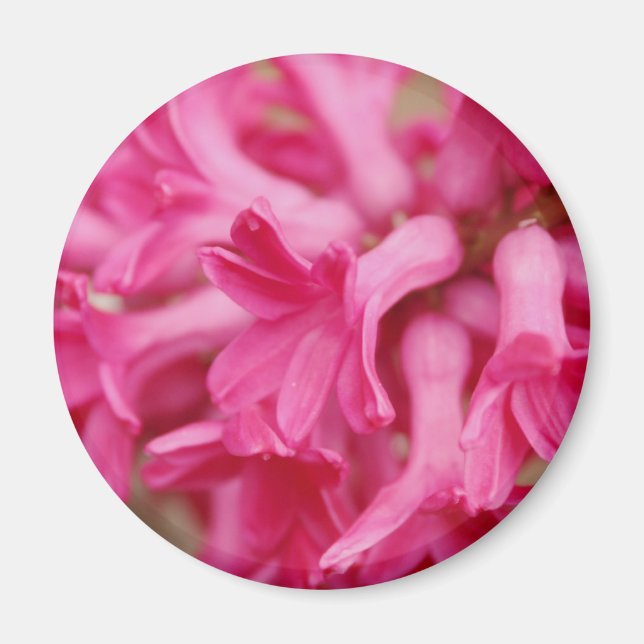 Aimant Hyacinth rose (Devant)
