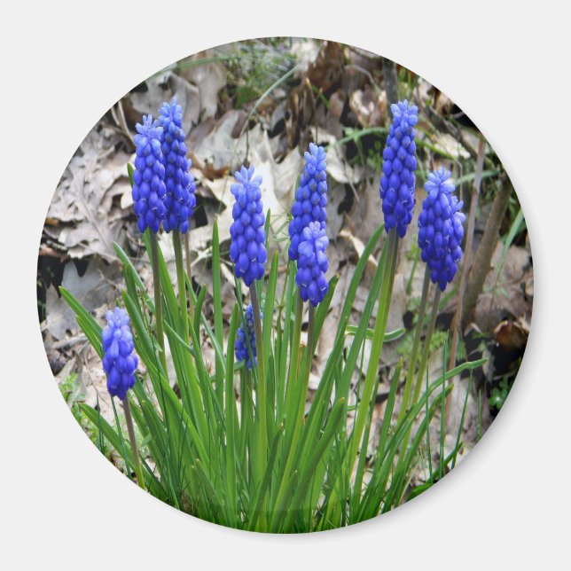 Aimant Hyacinthes de raisins... (Devant)