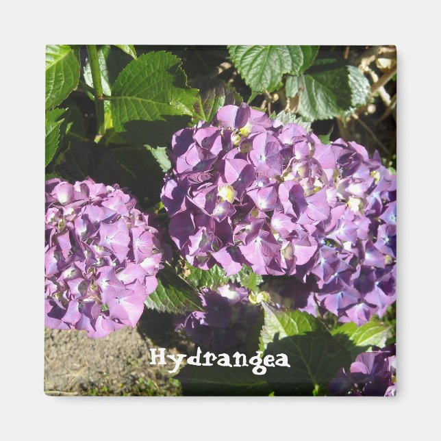 Aimant Hydrangea aux teintes de pourpre (Devant)