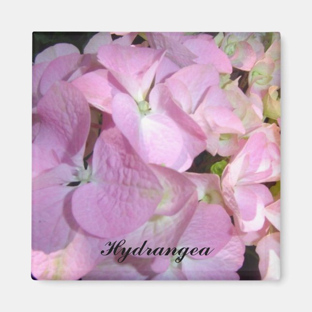 Aimant Hydrangeas Rose Bébé (Devant)