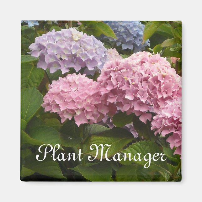 Aimant Hydrangeas roses et mauves (Devant)