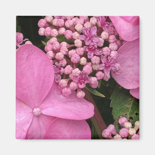 Aimant Hydrangée estivale rose sans fin
