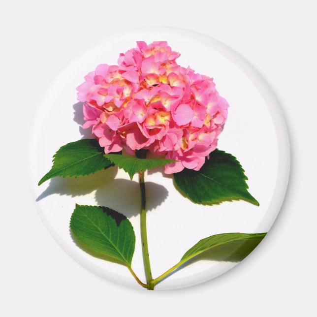 Aimant Hydrangée rose fleur rose rose rose floral (Devant)