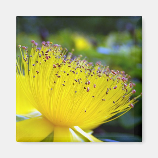 Aimant Hypericum calcyinum (Devant)