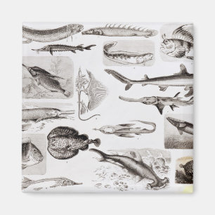 Aimant Ichthyologie - Elasmobranche, Ganoïde