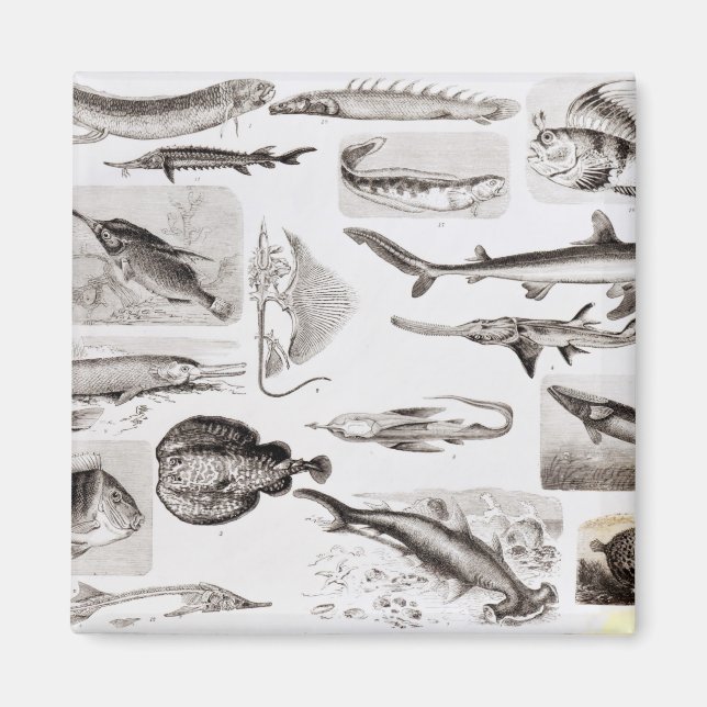 Aimant Ichthyologie - Elasmobranche, Ganoïde (Devant)