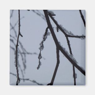 Aimant Icy Branches Winter Nature Photographie