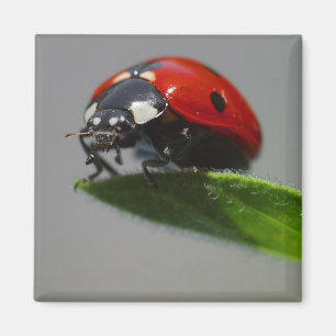 Aimant Idées chanceuses de cadeau de coccinelle