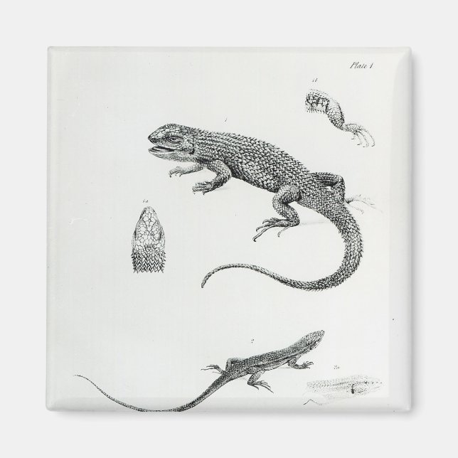 Aimant Iguana à coque (Devant)