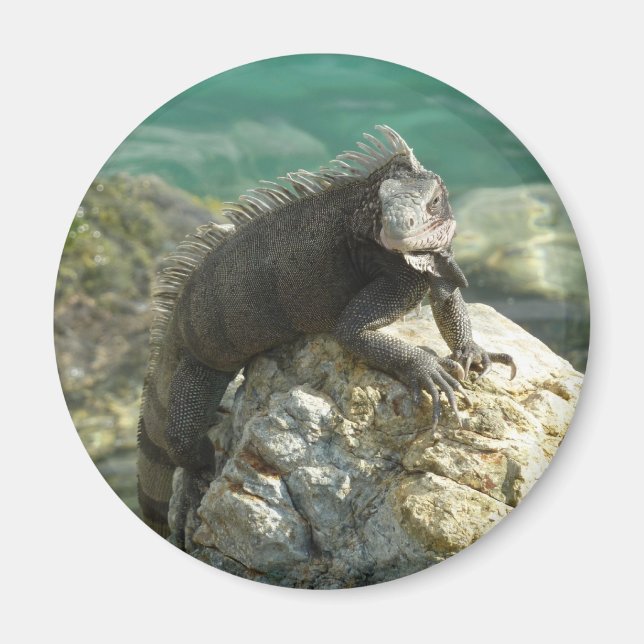 Aimant Iguana sur les rochers à St. Thomas (Devant)