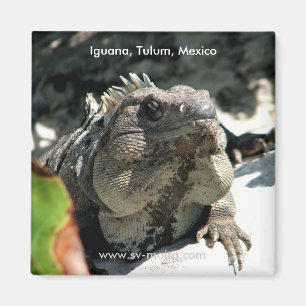 Aimant Iguane, Tulum, Mexique