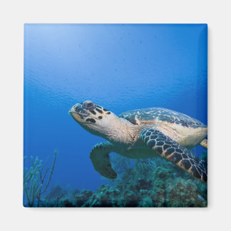 Aimant Îles Caïmans, Little Cayman Island, Sous l'eau 2