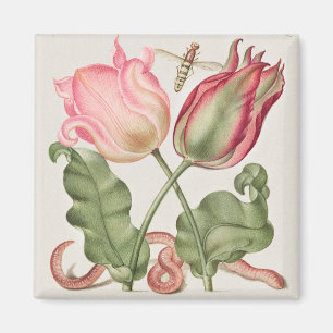 Aimant Illustration botanique vintage