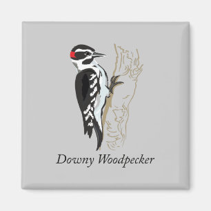 Aimant Illustration de Downy Woodpecker